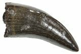 Serrated, Tyrannosaur (Nanotyrannus) Tooth - Montana #350414-1